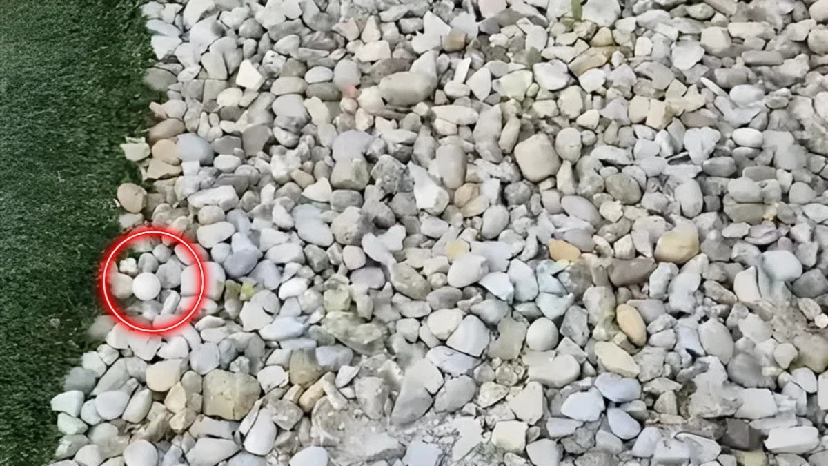 Hidden Golf Ball 